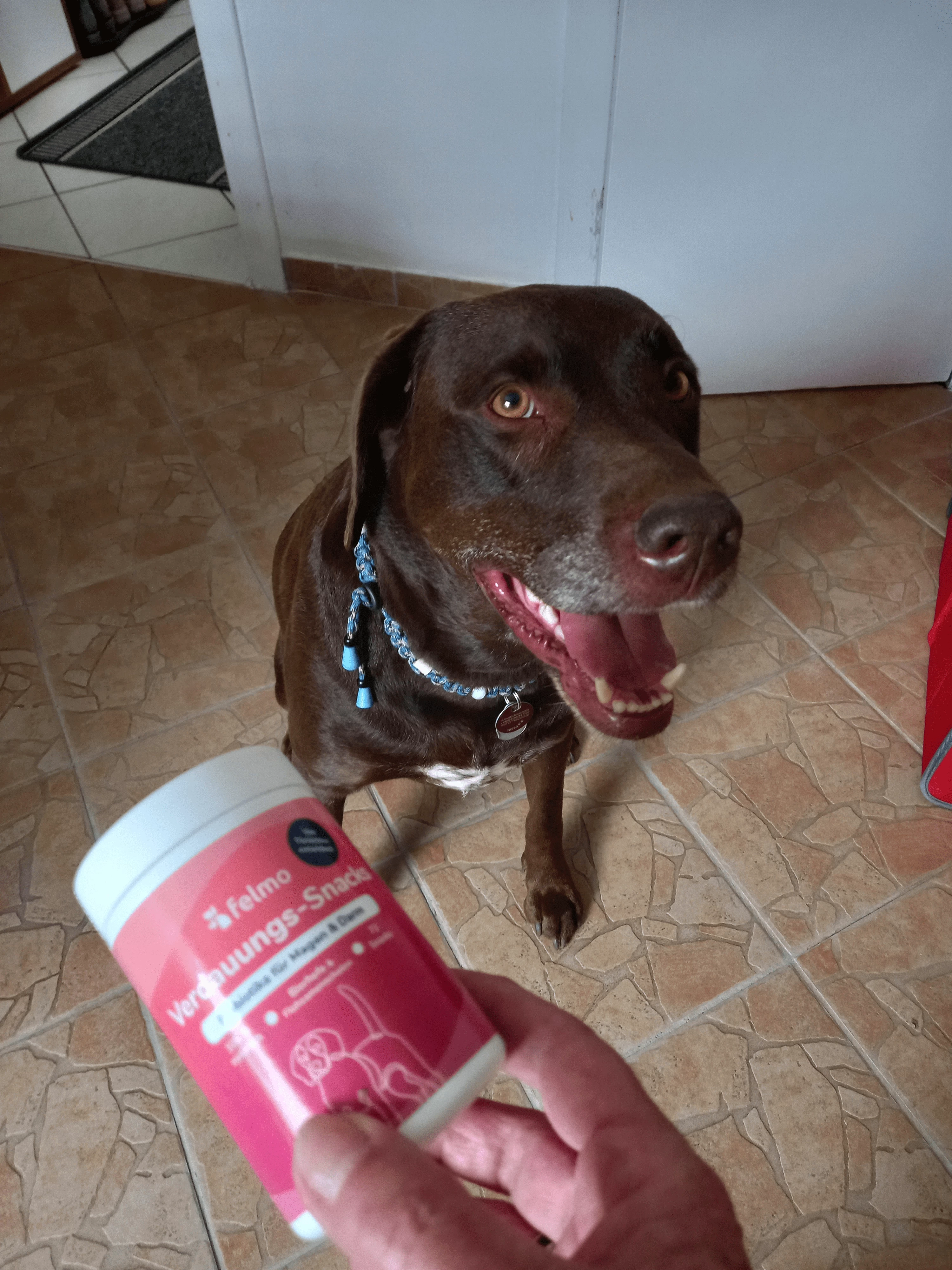 Besitzer gibt Hund Mio felmo Verdauungs-Snacks
