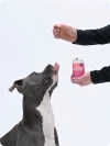Hund wird mit felmo Verdauungs-Snacks gefüttert