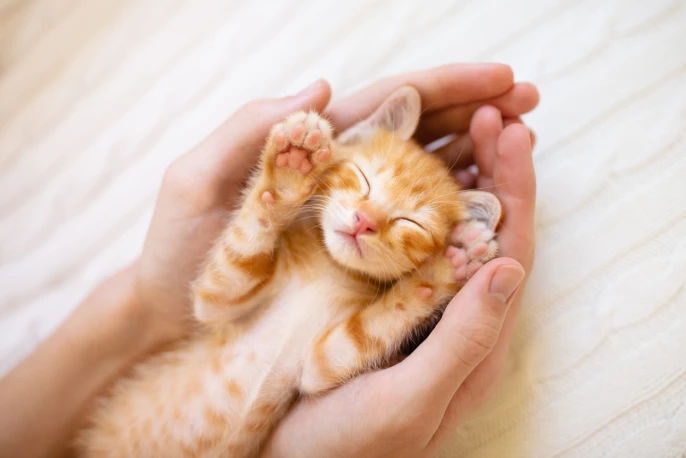 Kitten schläft in den Händen einer Person