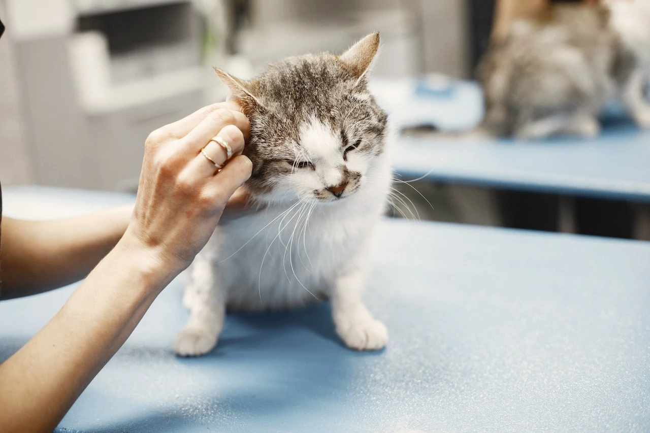 Dr. med. vet.