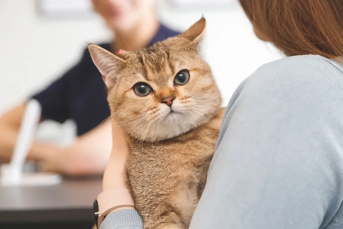 Tierarkrankenversicherung Katze