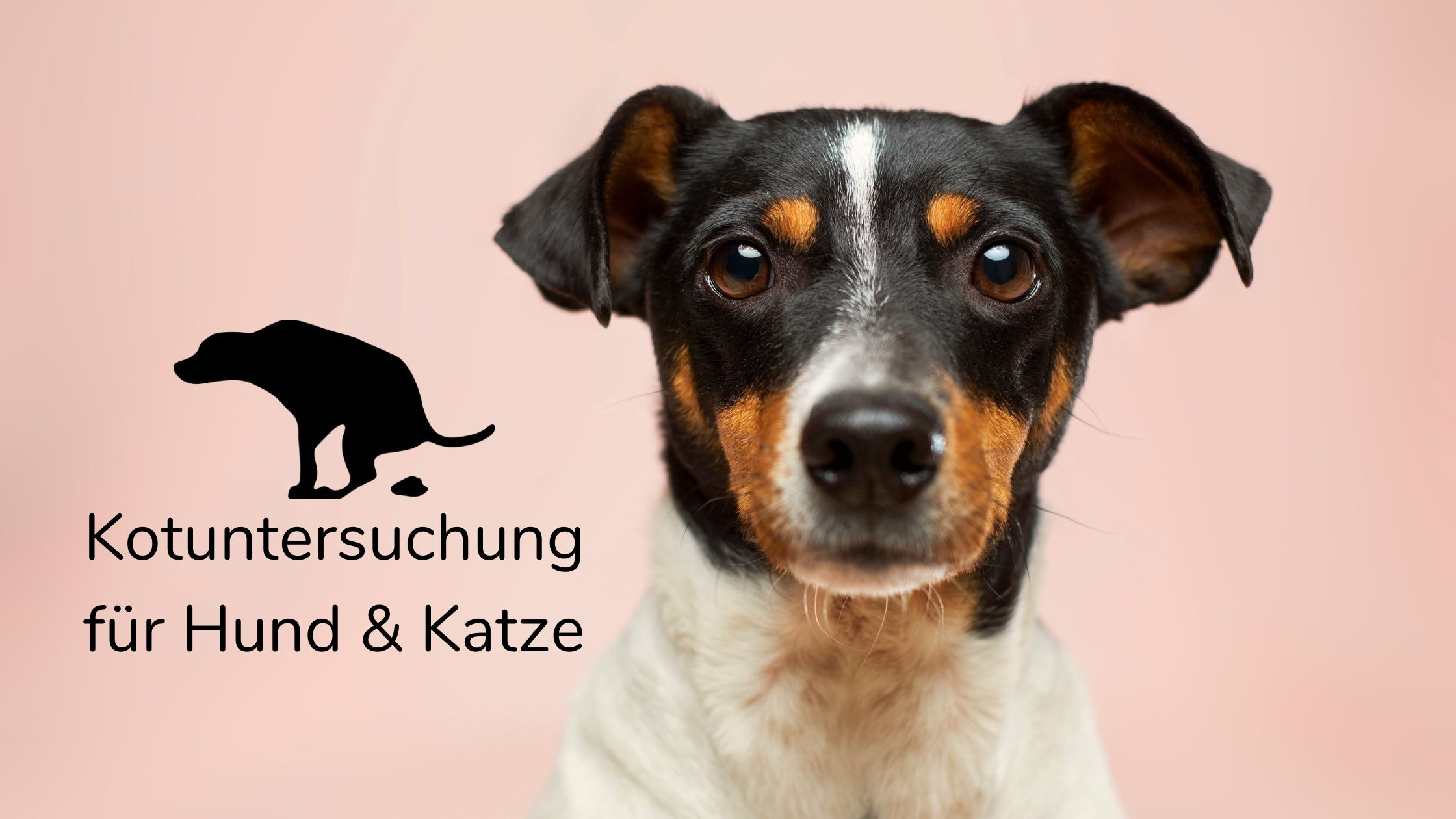 kotuntersuchung hund kotuntersuchung katze tierarzt felmo felmo