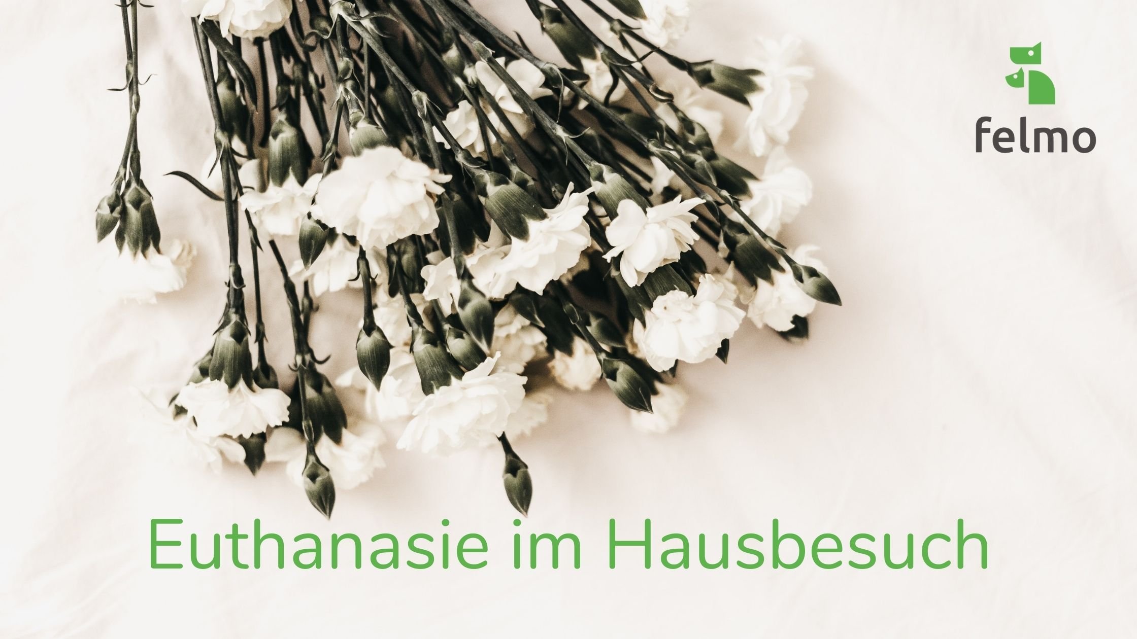 Euthanasie Bei Hund Und Katze Zuhause Abschied Nehmen Felmo