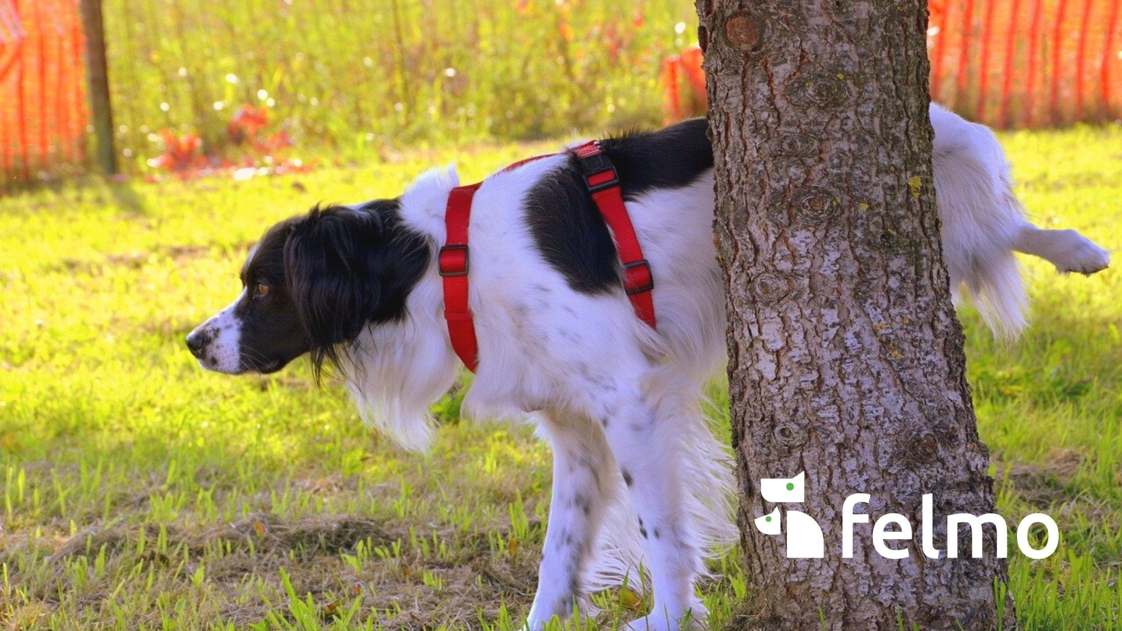 Urinuntersuchung Hund Katze Schnelle Diagnose Felmo