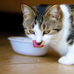 Leckeres Katzenfutter, gesunde Snacks und Pasten für Katzen