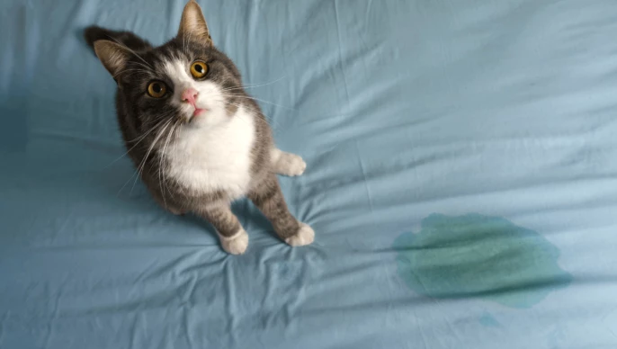 Katze schaut nach oben, neben ihr ist auf einem Bettlacken ein Pinkelfleck