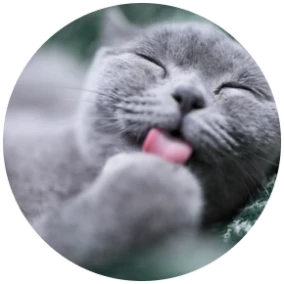 Eine graue Katze leckt seine Pfote