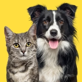 Hund und Katz nebeneinander vor einem gelben Hintergrund