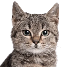 Katze