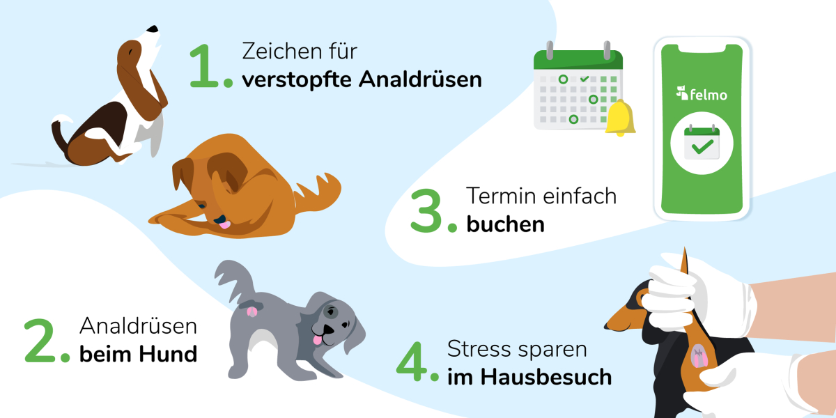 Analdrüsen beim Hund
