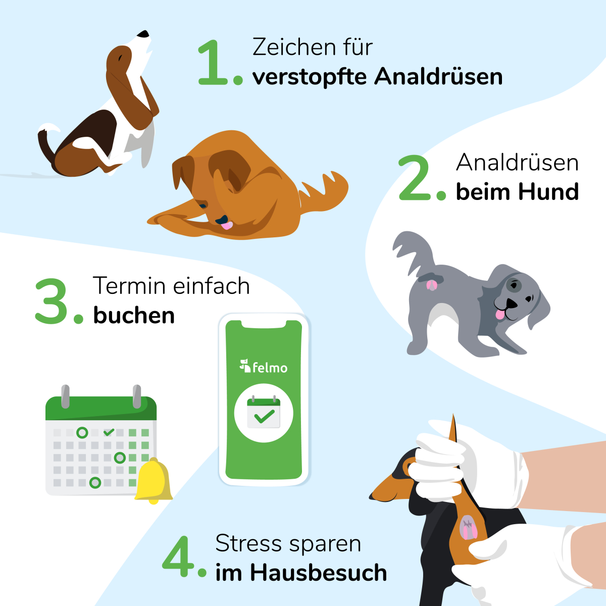 Analdrüsen beim Hund