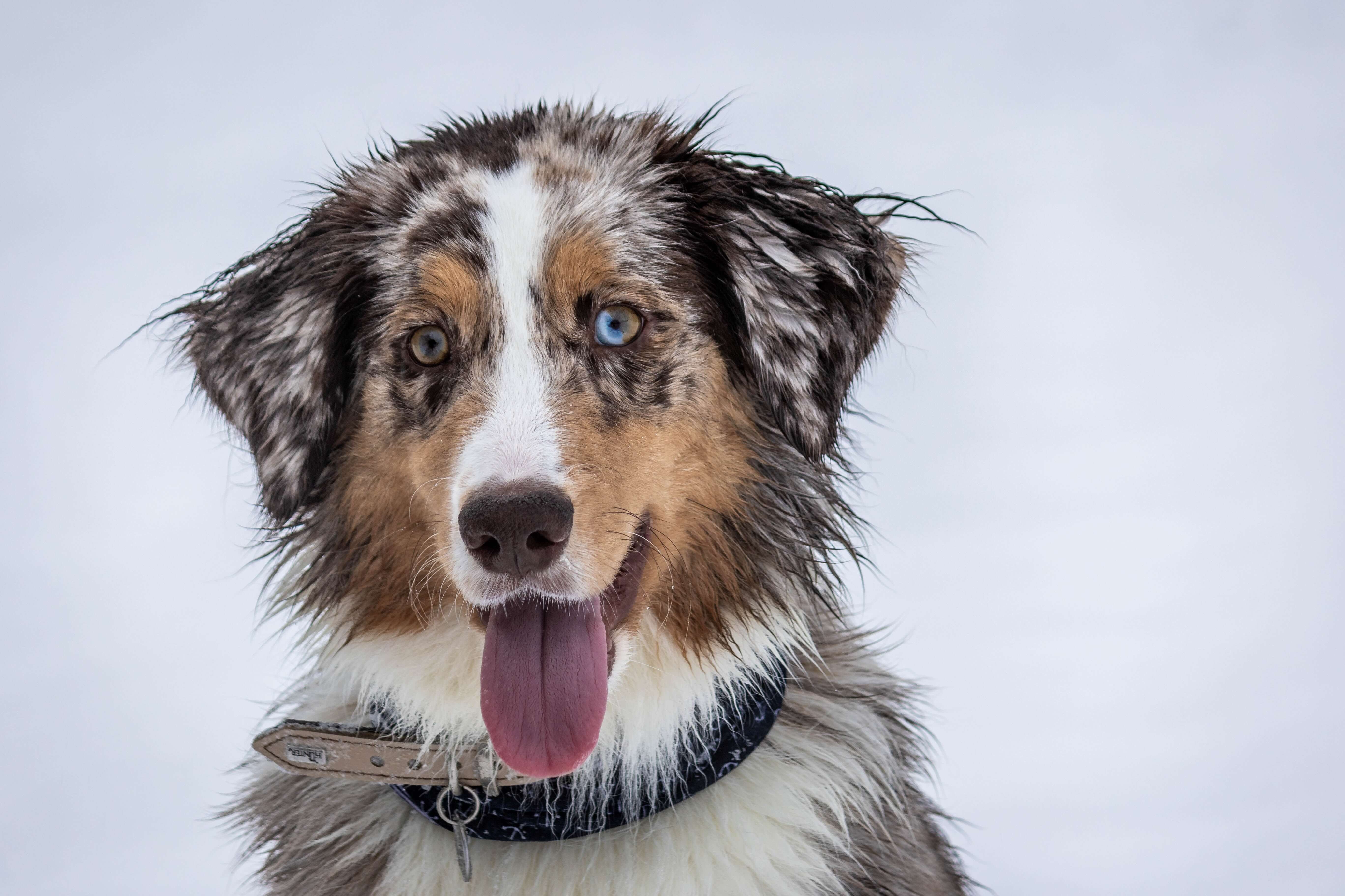 felmo-rezension-luebeck-hund