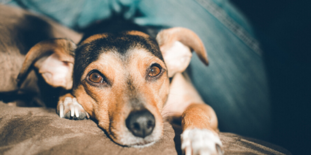 Magendrehung Beim Hund Alle Infos Vom Tierarzt Felmo