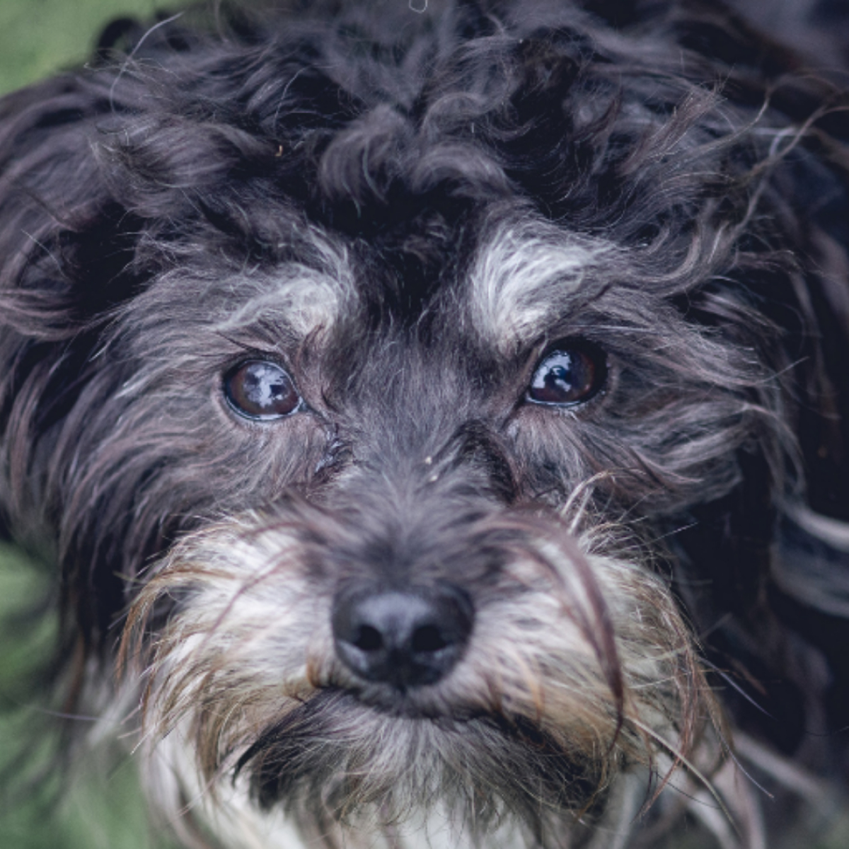 Arthrose Beim Hund Alle Infos Vom Tierarzt Felmo