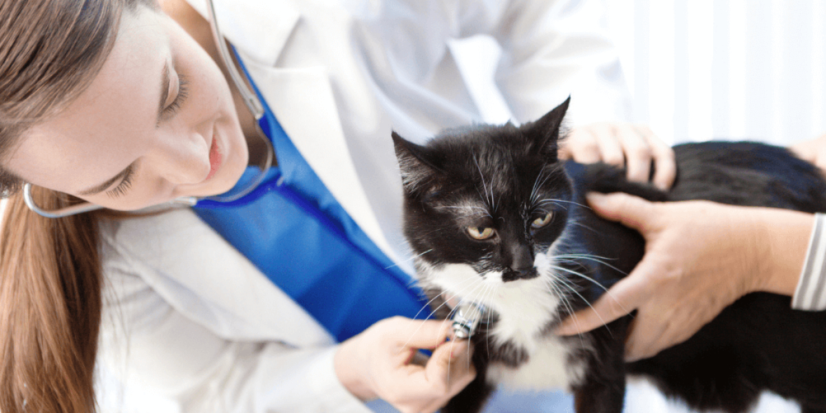 felmo-ratgeber-bluthochdruck-katze-1024x512_small.png