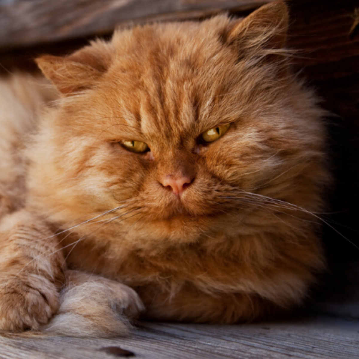 Flohe Bei Der Katze Was Tun Bei Parasitenbefall Felmo