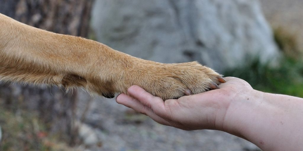hund stirbt wann sollte ich ihn einschlafern lassen felmo