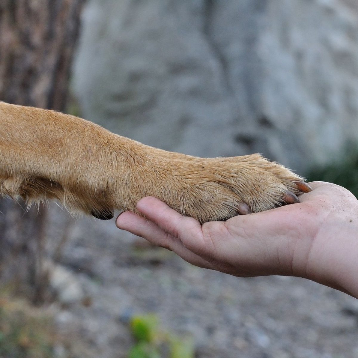 Hundepfote und Hand