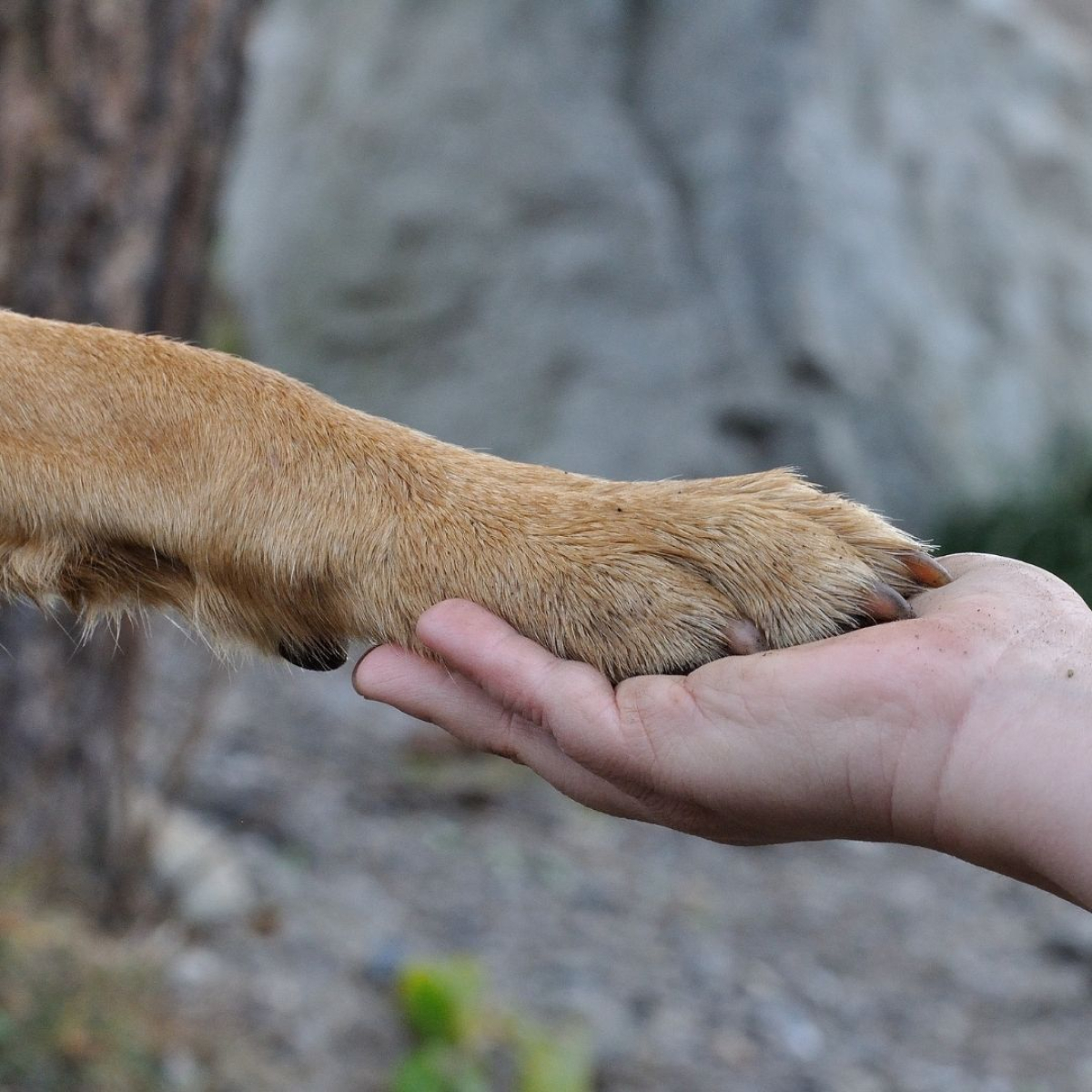 Worte tröstende hund gestorben Freundin trösten