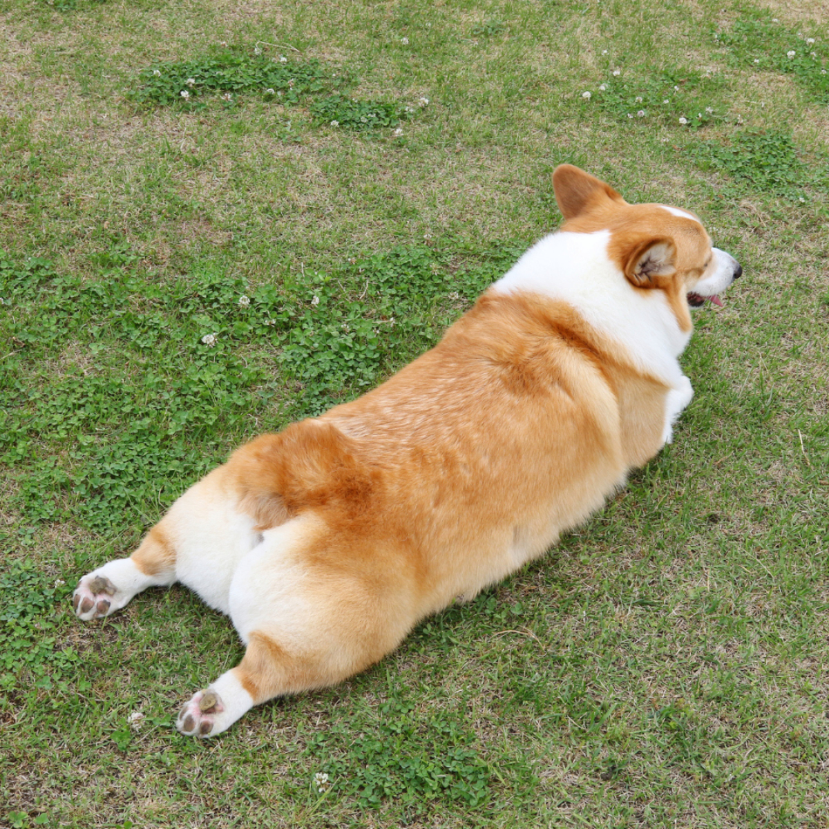 hund rutscht auf po wurmer oder analdrusen voll felmo