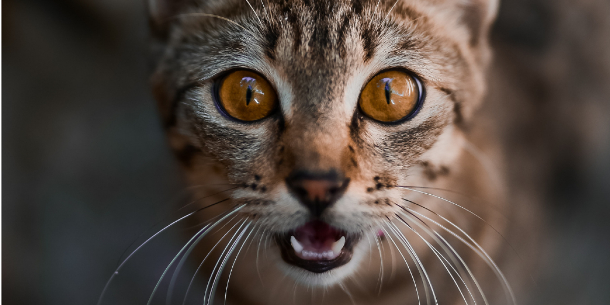 Katze Miaut Nach Dem Schlafen