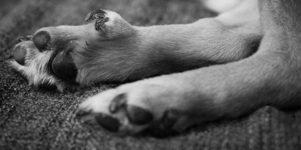 krallen schneiden beim hund tipps vom tierarzt felmo