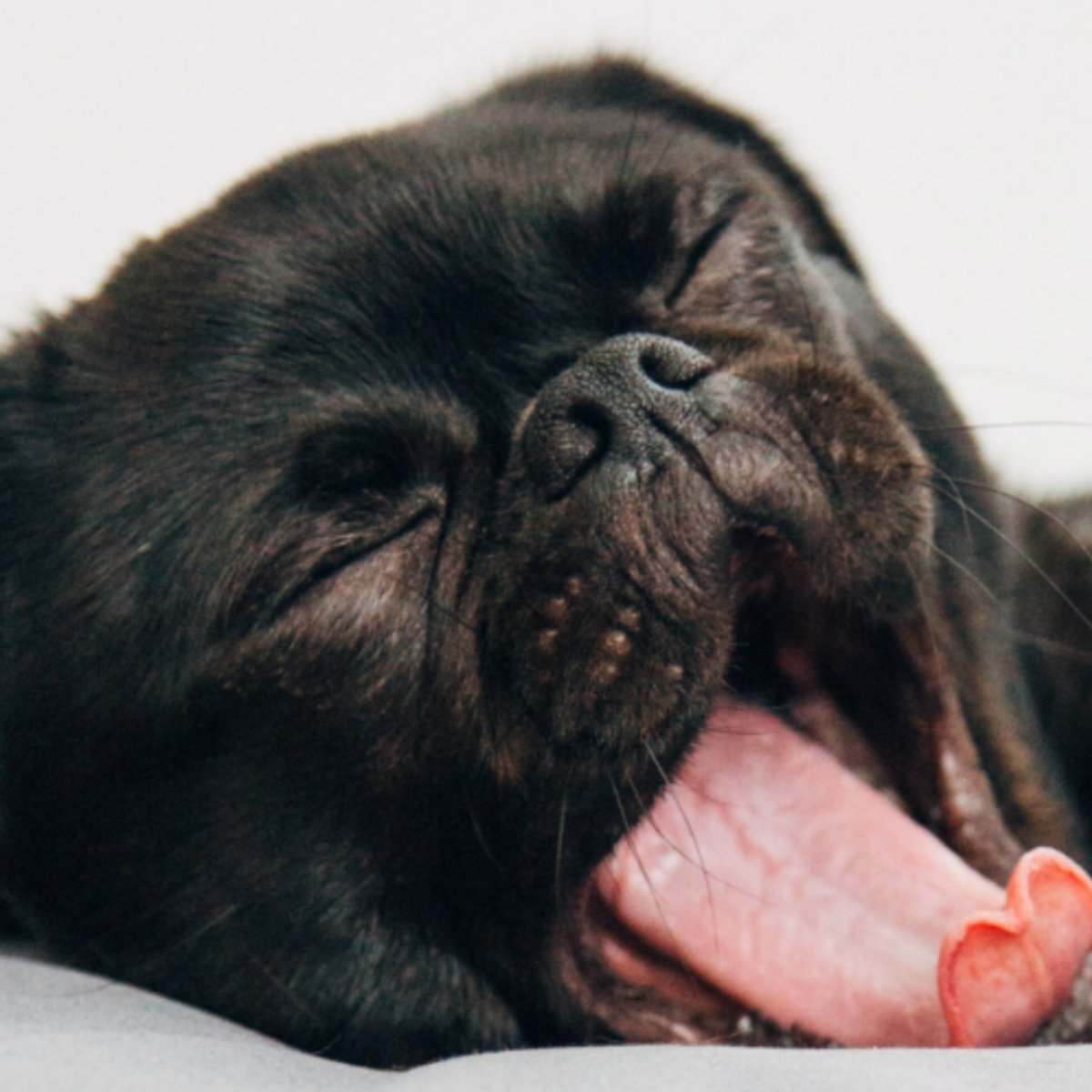 Hund gähnt