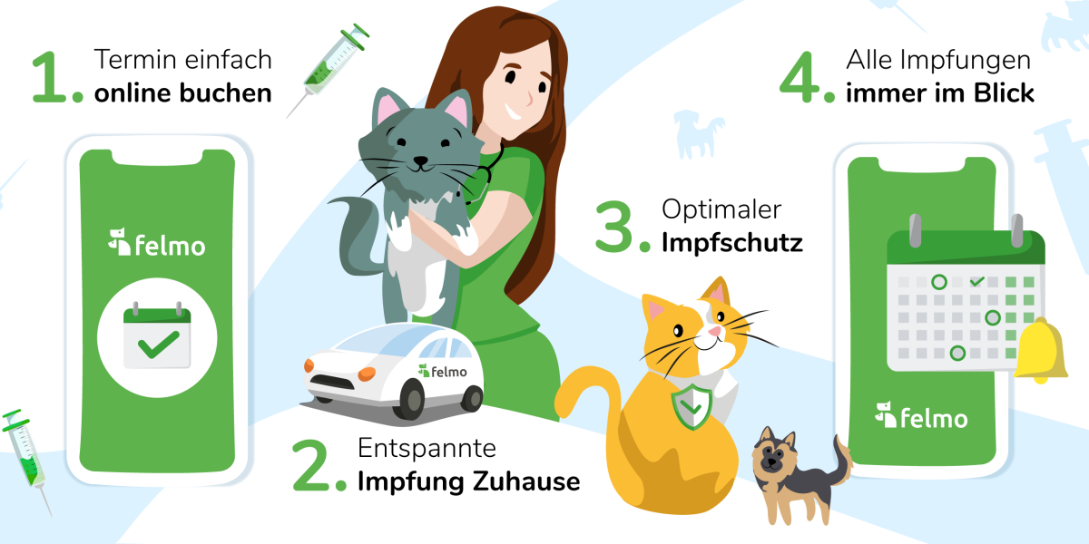 Stressfreie Impfung vom Tierarzt zuhause