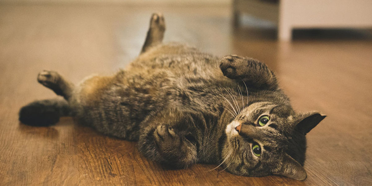 Katze Spritze Gegen Rolligkeit