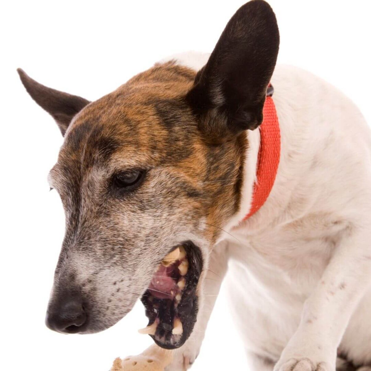 Husten beim Hund • Symptome & Behandlung | felmo Ratgeber | felmo