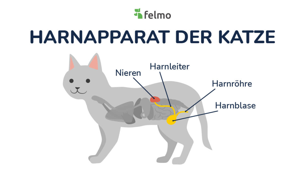 Blasenentzündung Katze • Symptome & Behandlung felmo Ratgeber felmo