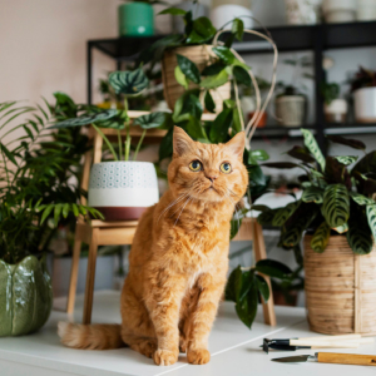 Elegantes Giftige Zimmerpflanzen Fuer Katzen Bildbrend1950