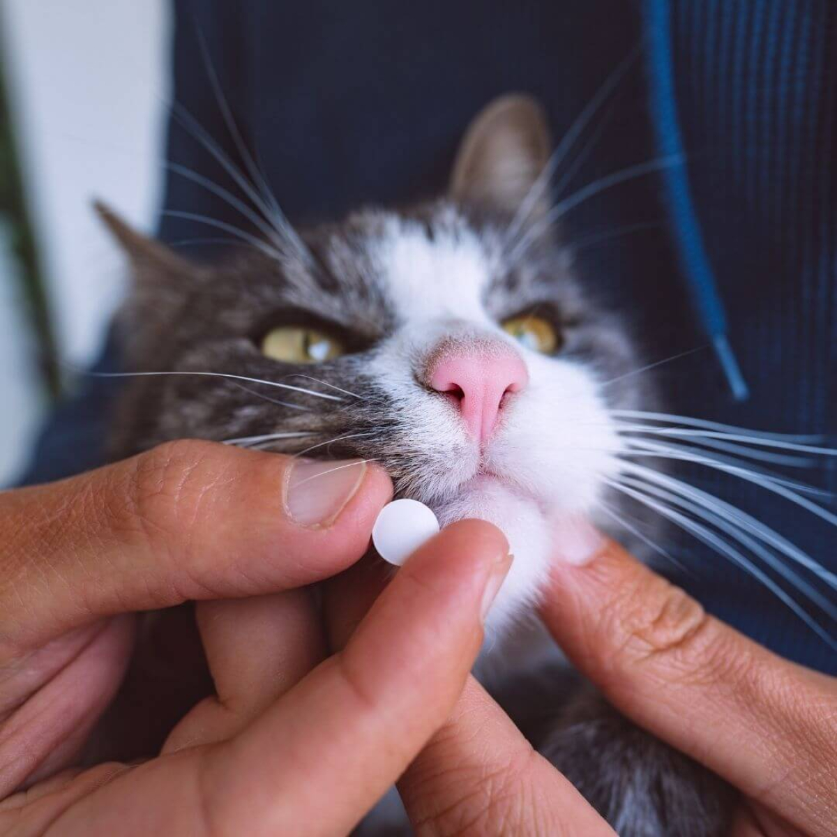 Wie Gebe Ich Meiner Katze Eine Tablette