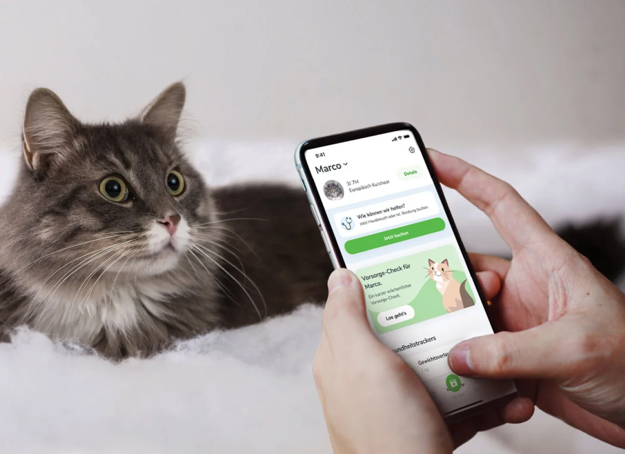 felmo App auf Smartphone geöffnet, Katze liegt im Hintergrund