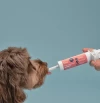 Eine Menschenhand verabreicht einem Hund die felmo Verdauungspaste