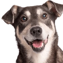 Hund