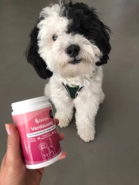 Hund mit Felmo Verdauungssnack