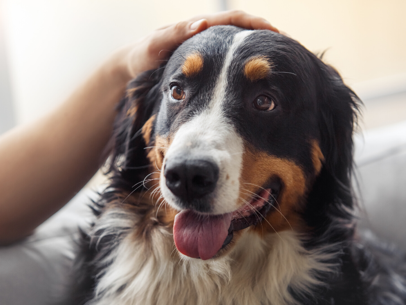 Hund wird gestreichelt mit heraushängender Zunge