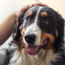 Hund wird gestreichelt mit heraushängender Zunge