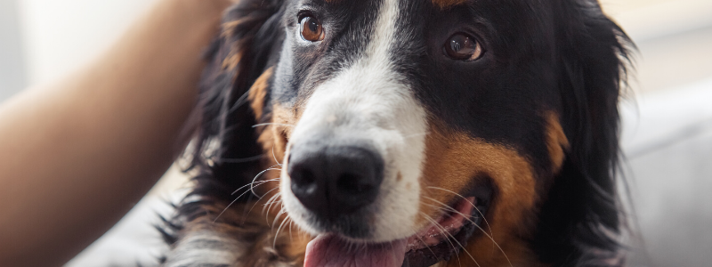 Husten Beim Hund Ursachen Symptome Behandlung Felmo