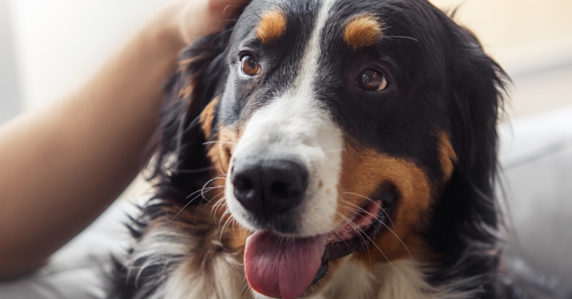 canines coronavirus beim hund welche symptome felmo