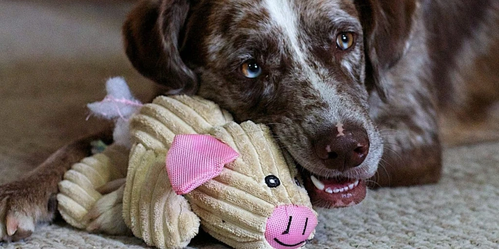 Scheinschwangerschaft bei Hunden