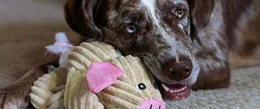 Hund liegt mit Kuscheltier auf dem Boden