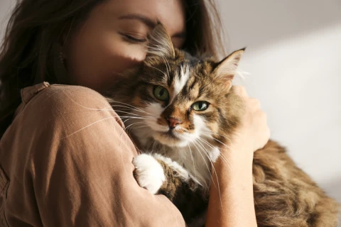 Eine katzensichere Umgebung schaffen