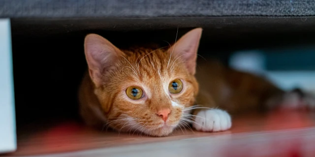 FIV bei der Katze