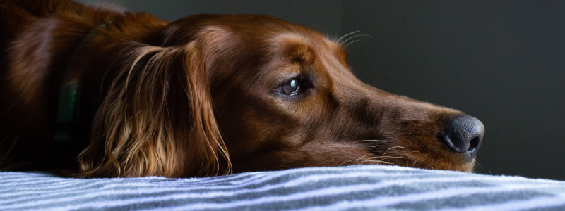 Krallen Schneiden Hund Kosten 2021 Hund Krallen Schneiden Schmerzfrei