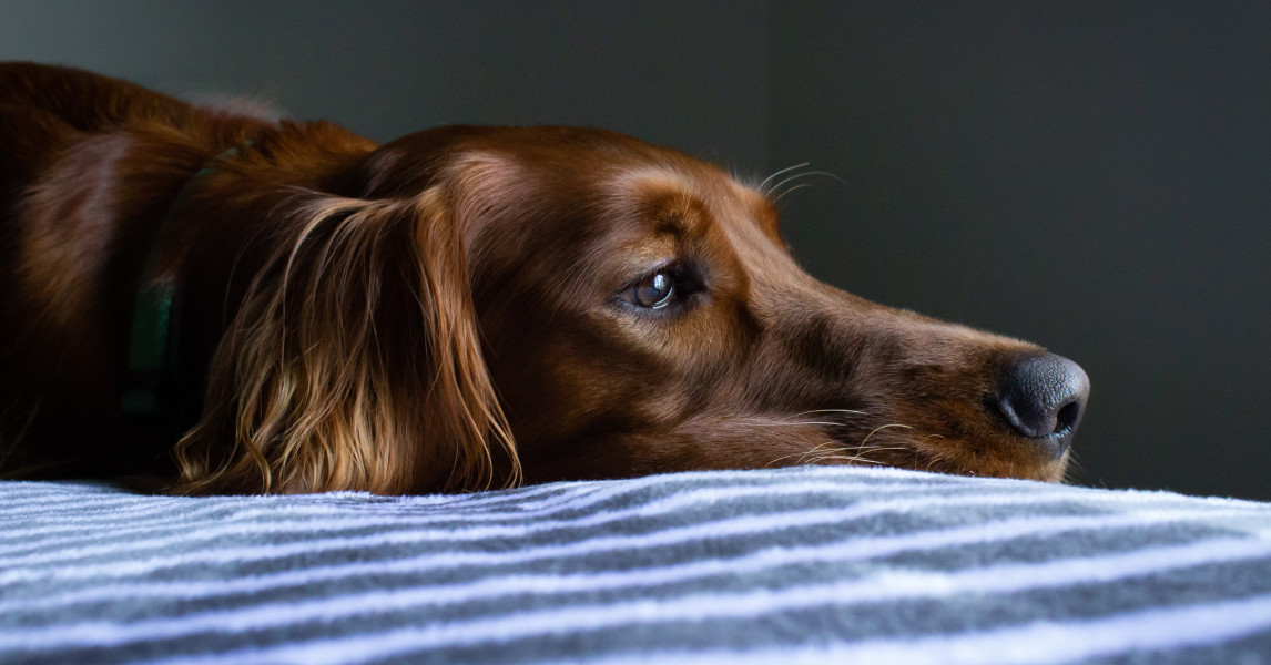Hund will nicht fressen Was tun? • Ursachen felmo Ratgeber felmo