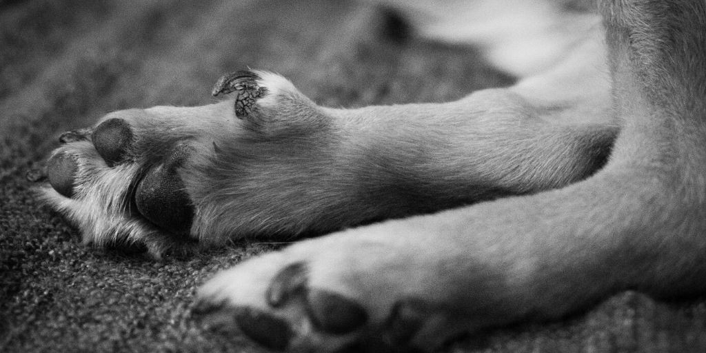 Krallen Schneiden Beim Hund Grunde Zeitpunkt Technik Felmo