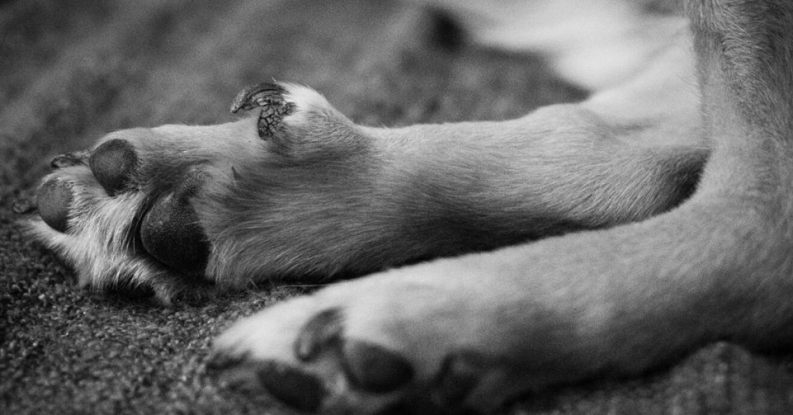 krallen schneiden beim hund tipps vom tierarzt felmo