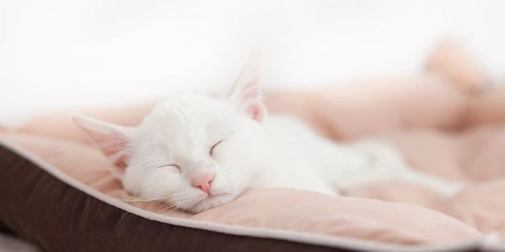 Katze schläft entspannt im Katzenbett – ihrem Rückzugsort